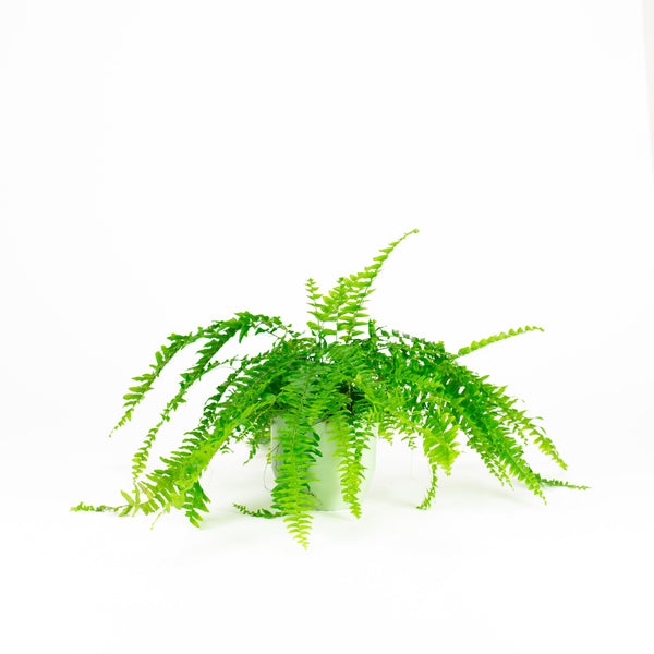 Boston Fern