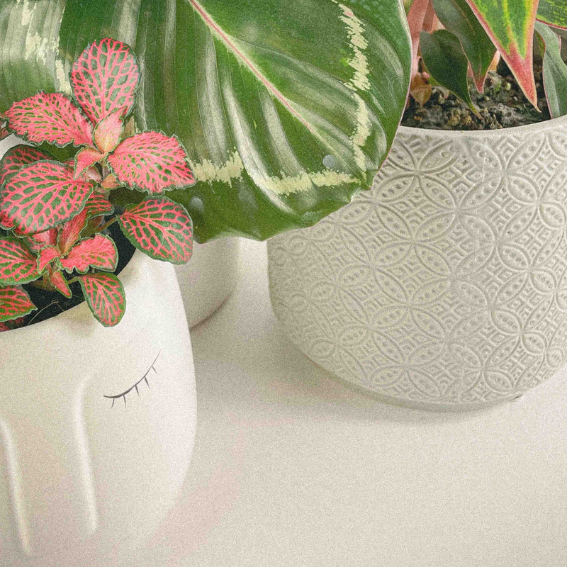 Pots and planters, coming soon