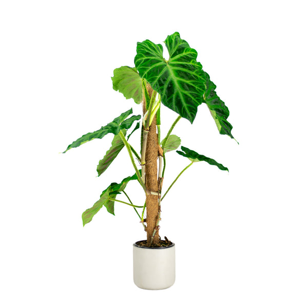 Verrucosum