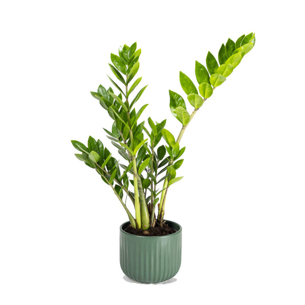 Zamioculcas