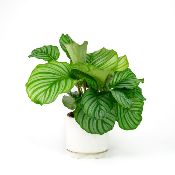 All Plants