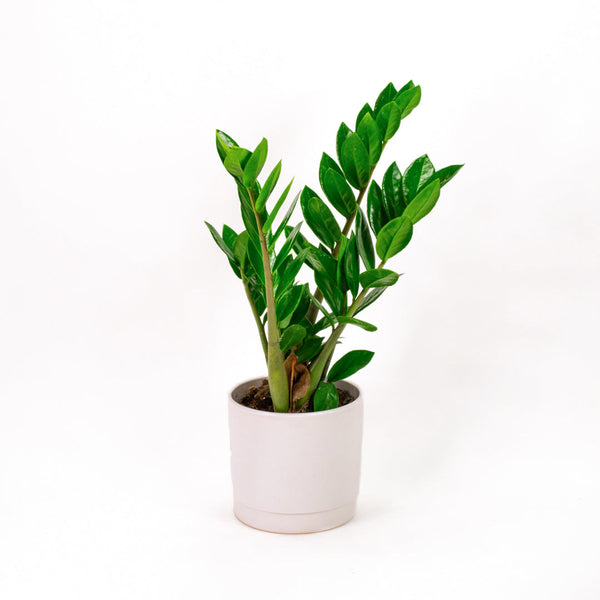 All Plants