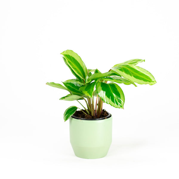 Calathea