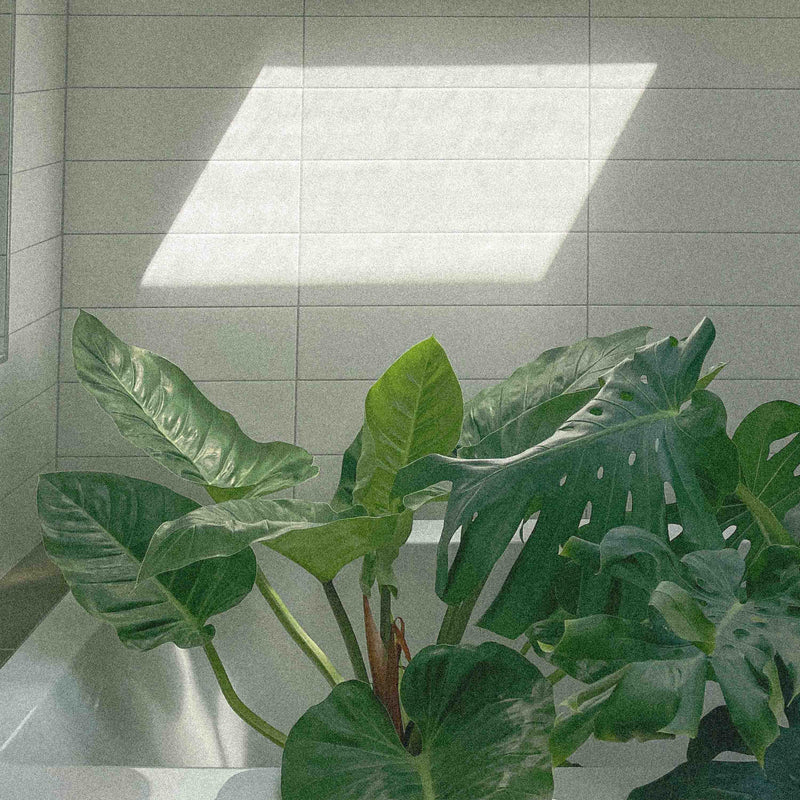 Statement plants