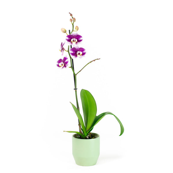 Orchids
