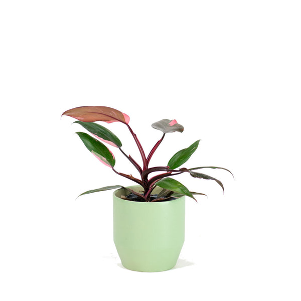 12cm Plants