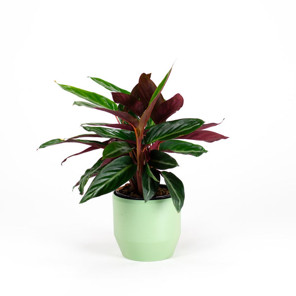 14cm Plants